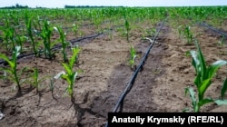 Крапельне зрошення кукурудзяного поля в селі Правда, Крим, червень 2018 року
